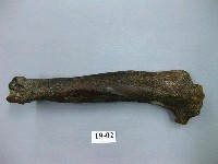 藏品(鬣狗肢骨)的圖片